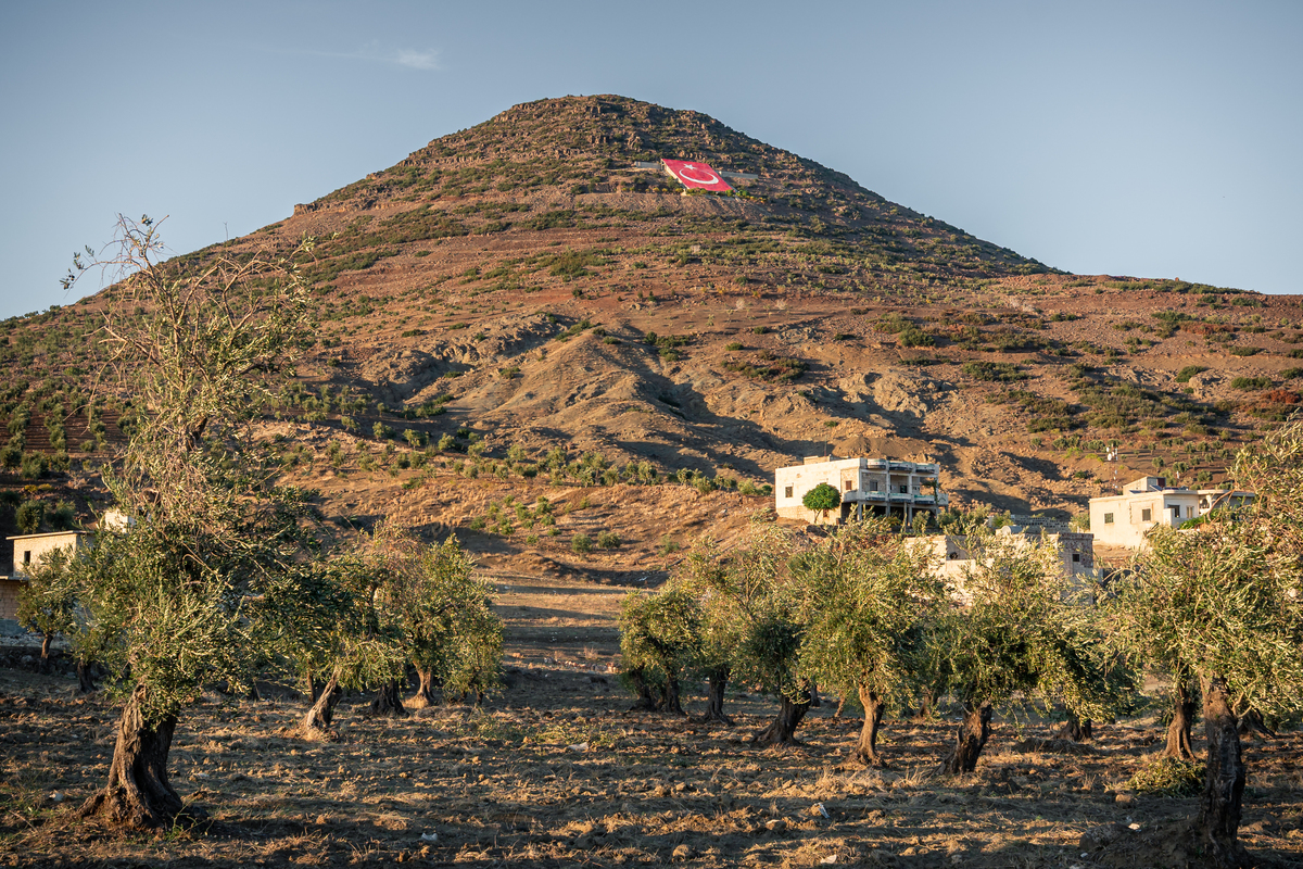 In Syria’s Olive Heartland, Farmers Fear the Harvest